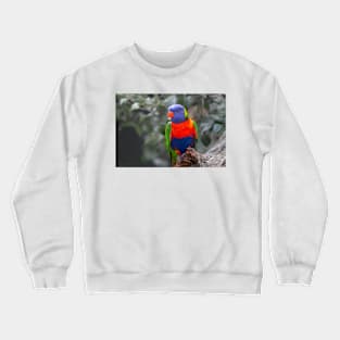 Highly colourful rainbow lorikeet on branch Crewneck Sweatshirt